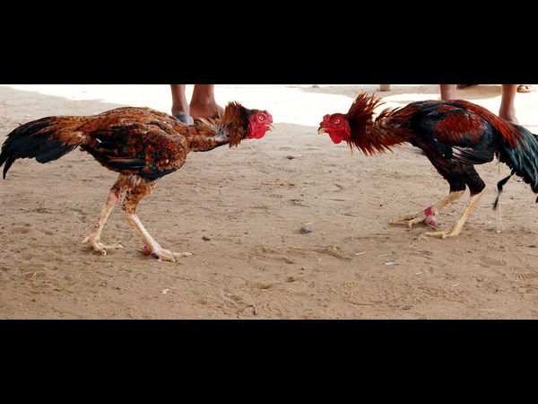 పౌష్టికాహారం