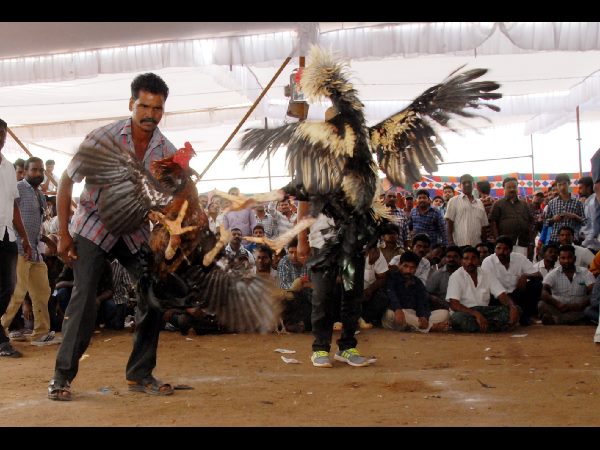 చాలా జాతులు