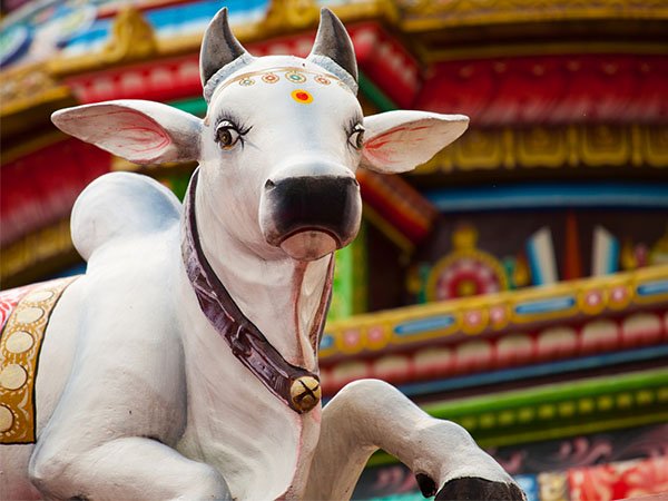 గో మాత సేవ