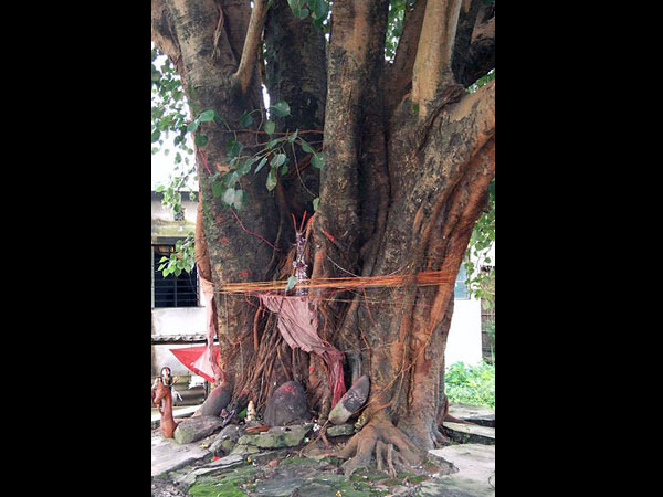 రాగి చెట్టును పూజించండి