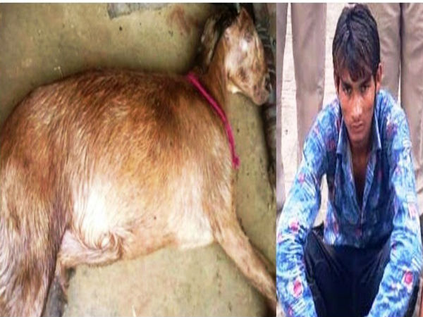 పున్ పున్ లో రోజువారీ కూలీ