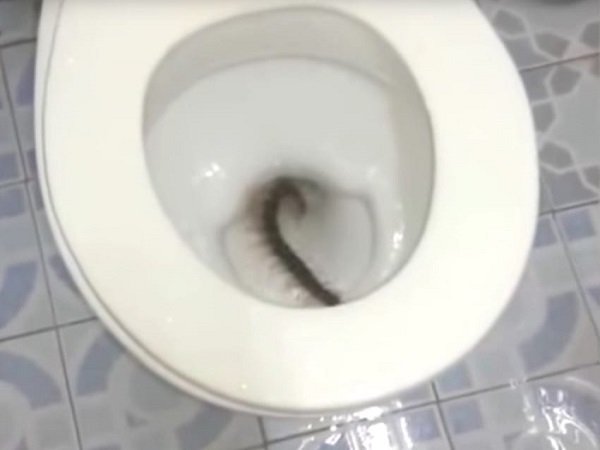 జెర్రులు :