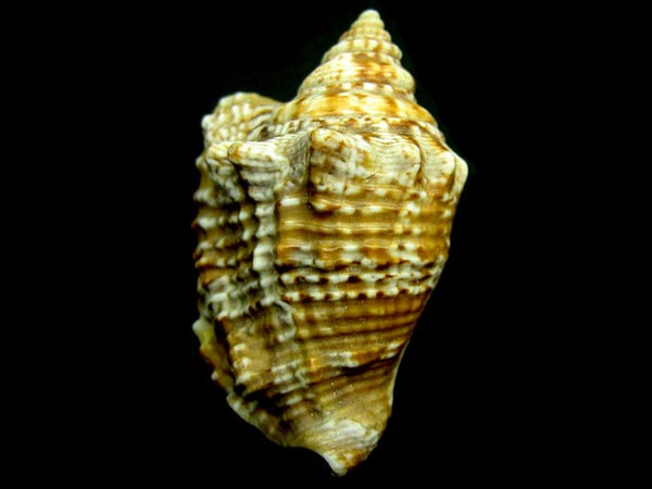 శంకం