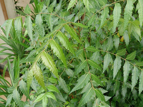 వేప పవిత్ర భారతదేశం అంతటా కనిపించే ఒక మొక్క