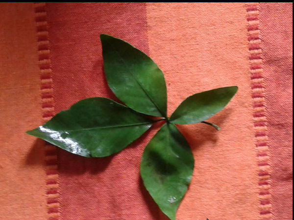 బిల్వ పత్ర ఆకులు...