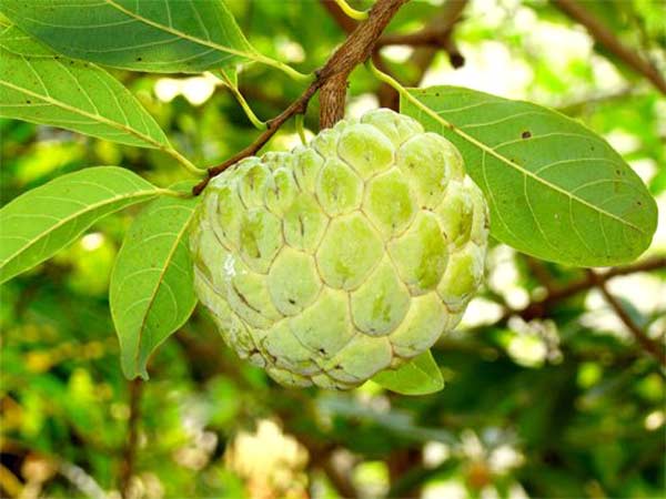 సీతాఫలం: మీరు తెలుసుకోవలసిన అపోహలు మరియు వాస్తవాలు