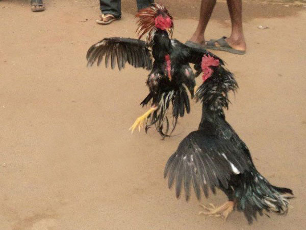 స్వదేశీ కోళ్లా.. విదేశీ కోళ్లా...