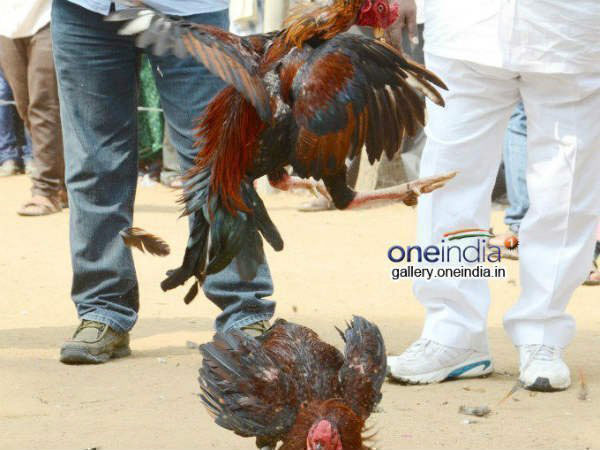 ప్రత్యేక ఆహారం..