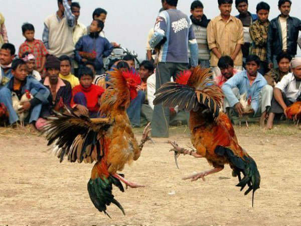 ఓడిపోయిన కోడిని..
