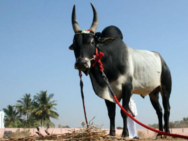 ఎద్దులను ముస్తాబు..
