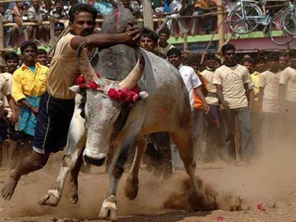 సల్లి కట్టు..