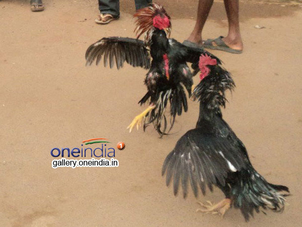 ఓడిపోయిన కోడిని..