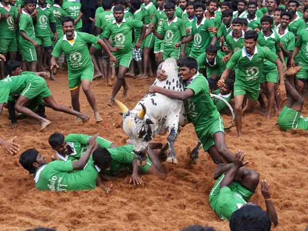 బుల్ స్పెషల్..