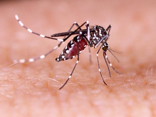 దోమలు సురక్షితంగా ఉన్నాయా?