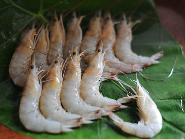 రొయ్యలు