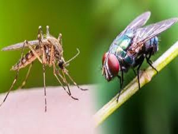 కీటకాలను తగ్గించే నివారణలు