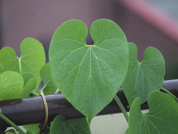 సింధ్ జెండా (అమృతవల్లి)