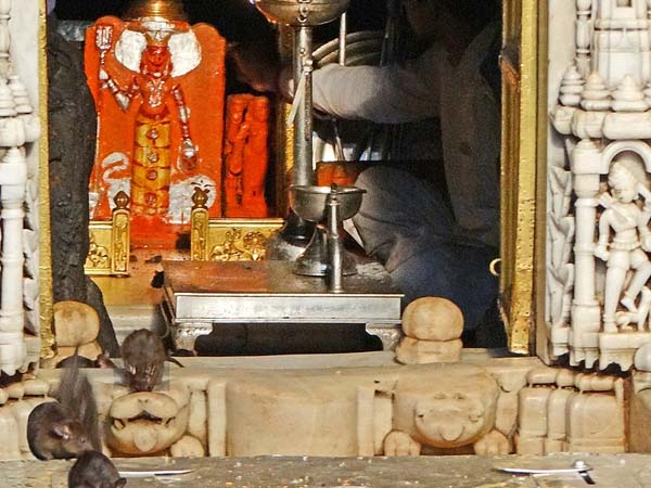 ఎలుకల ఆలయం..
