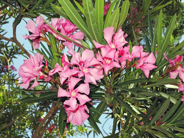 12. ఒలిండర్