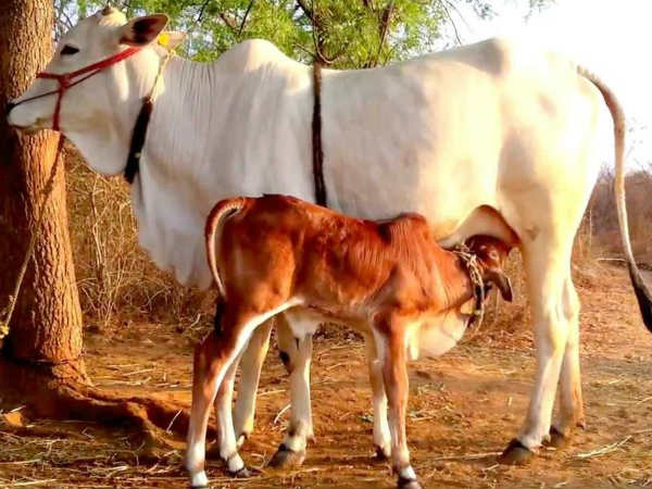 ఎవరు ఉపయోగించాలి?