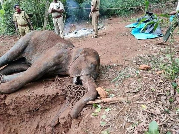 ఏనుగును రక్షించేందుకు..