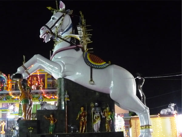గుర్రాలు