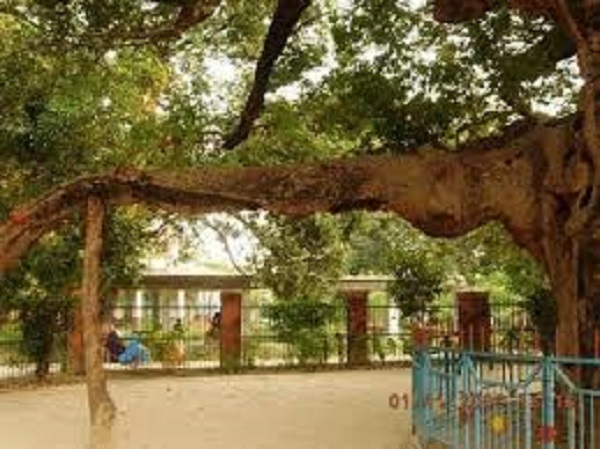 పూలు, పండ్లు ఉండవు.