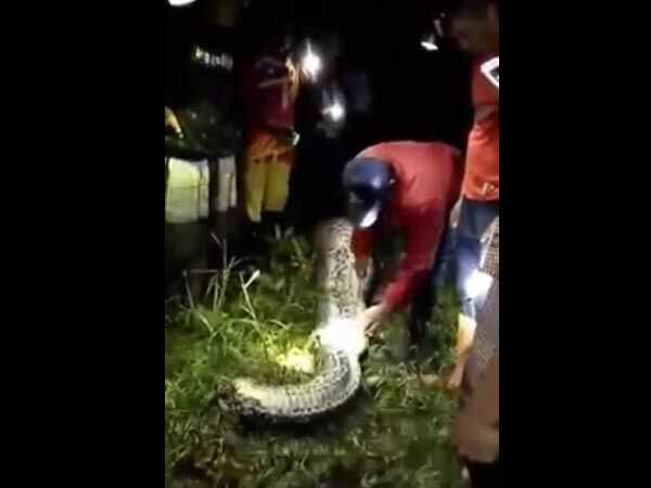 పాము వేలాడుతూ..