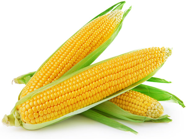 మొక్కజొన్న