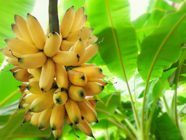 అరటి: