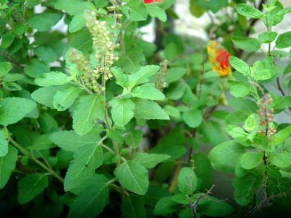 తులసి వివాహ విశిష్టత: