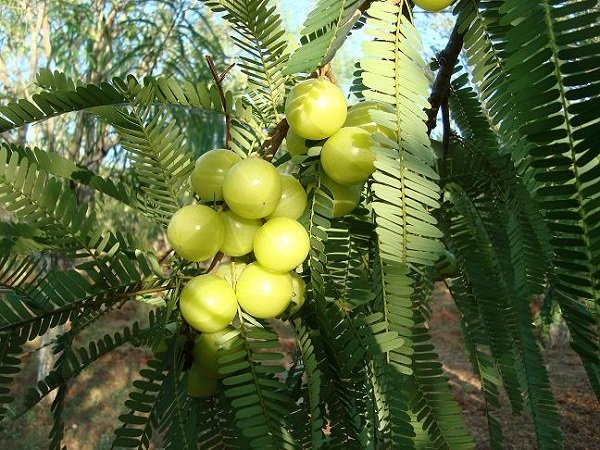తులసి వివాహంలో అనుసరించాల్సినవి