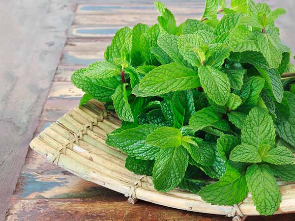 సులభంగా ఇంట్లో పెంచుకునే మొక్క