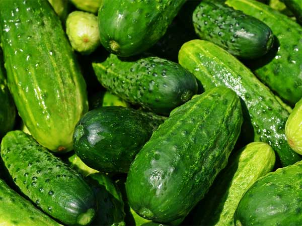 కెర్కిన్ (ఒక రకమైన దోసకాయ)