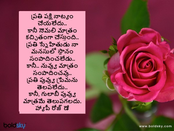 గులాబీ మాత్రమే..