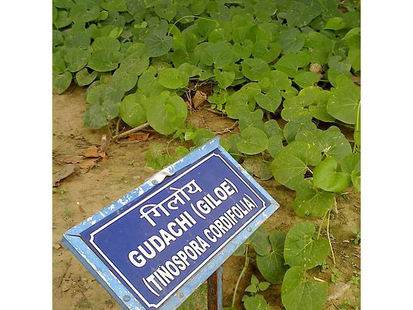 గమనిక: