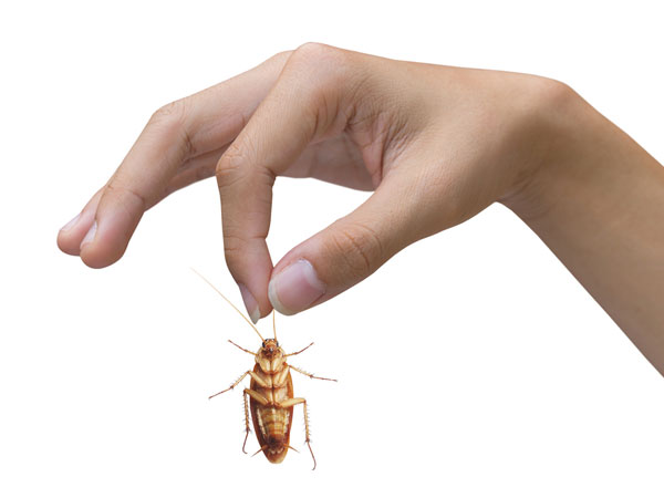 బొద్దింకలను తిప్పికొట్టడానికి