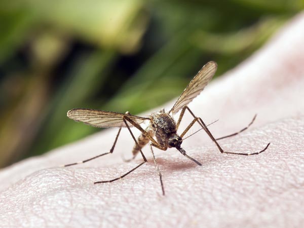 రోగనిరోధక శక్తి తగ్గింది
