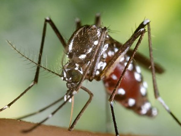 దోమల ప్రచారం చక్రం