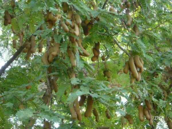 చింత చెట్టు