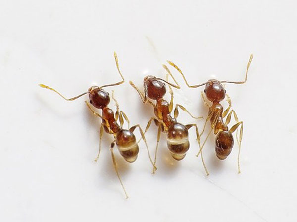 రెడ్ చీమలు