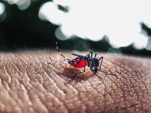 నాలుగు రకాలు