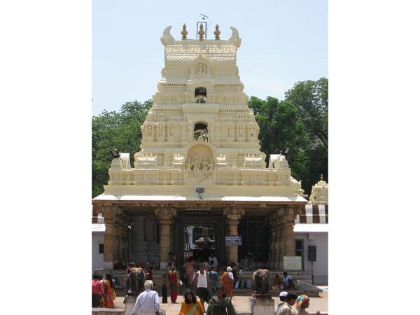 ఆవు పాదముద్ర..