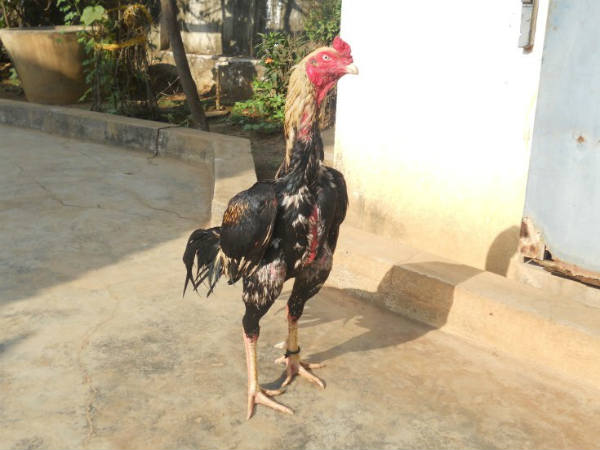 కోళ్లలో రకాలు..