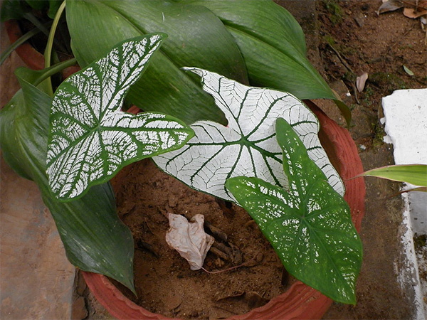 4. కలాడియం