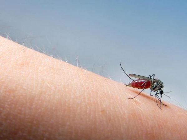 మలేరియా(Malaria):