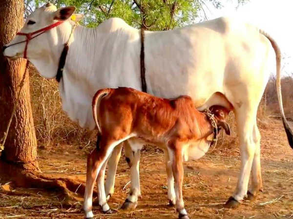 నివారణ