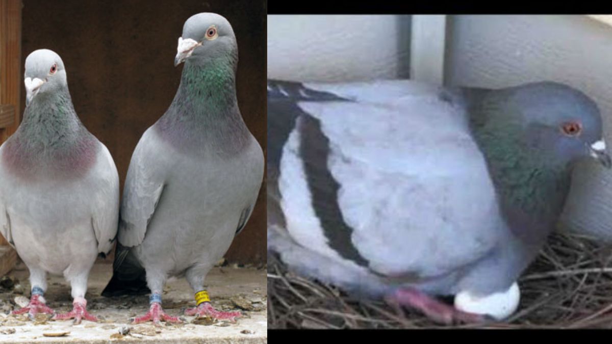 పావురం ఇంట్లో గూడు పెడితే శుభమా..? అశుభమా..? Pigeon nest in home