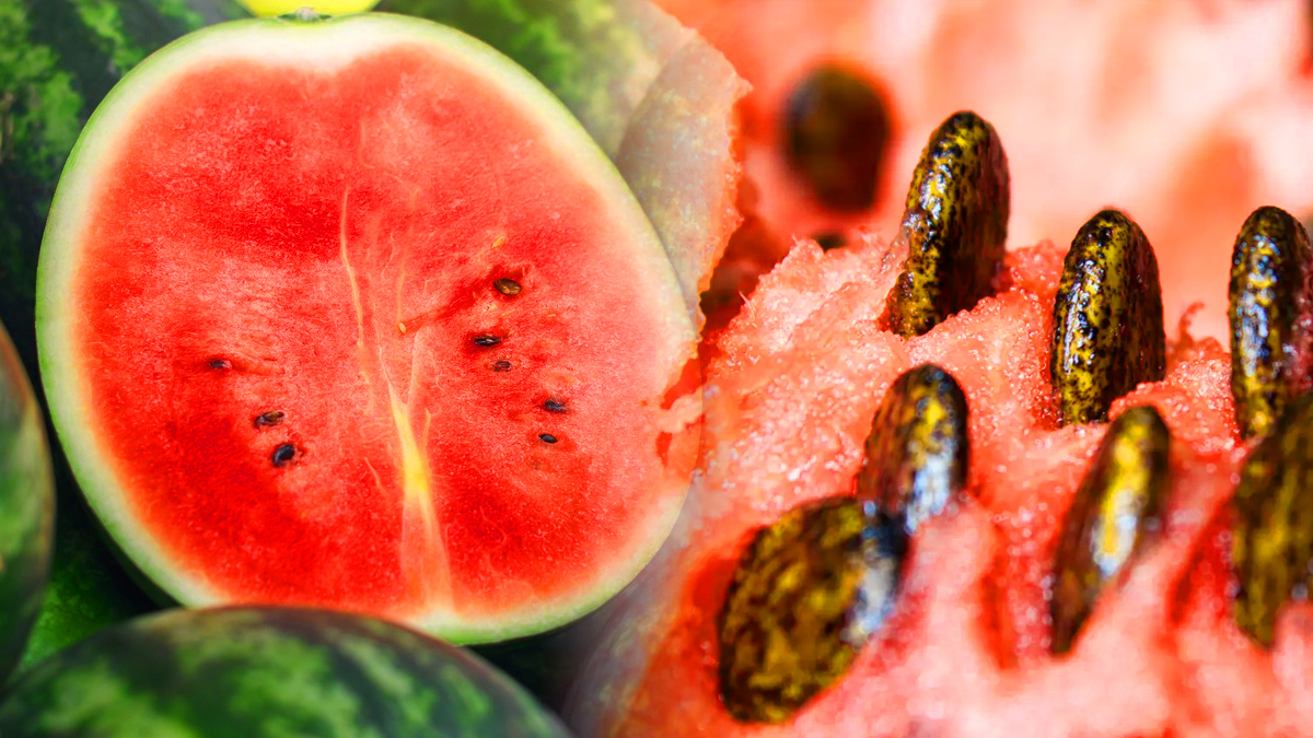 పుచ్చకాయ తినండి, కానీ విత్తనాలు పారేయకండి...అవి ఈ రోగాలన్నింటికీ మందుగా