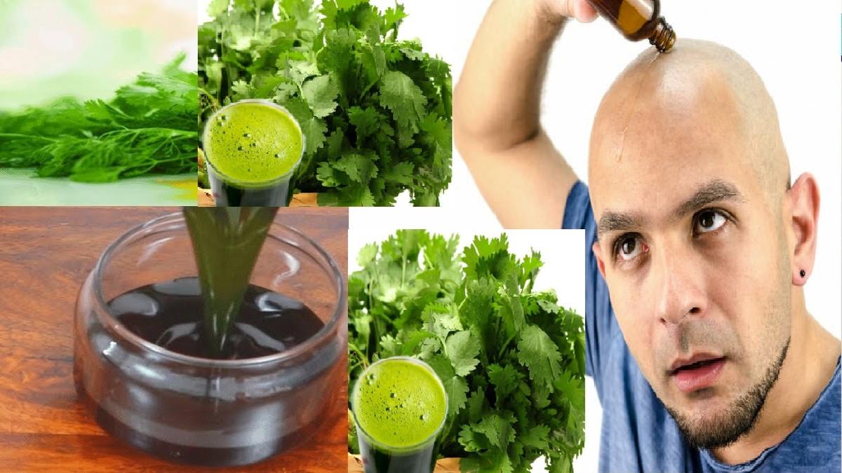 3 వారాల్లోపు బట్టతలపై జుట్టు పెరగాలంటే కొత్తిమీరను మీ జుట్టుకు ఇలా